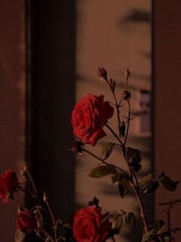 我死于和白蓁相识第十年的雪夜