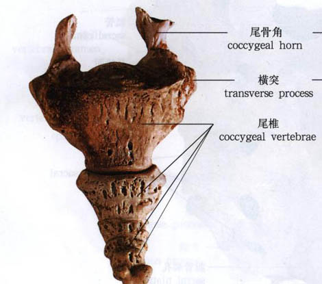 人的尾骨到底有用吗