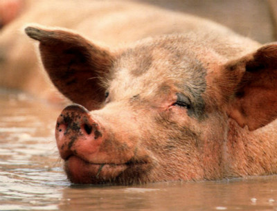 猪为什么喜欢在泥巴里打滚儿