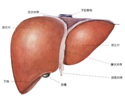 人的肝脏能再生吗