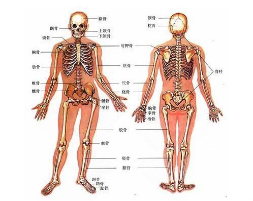 人长大后骨头数量会变少