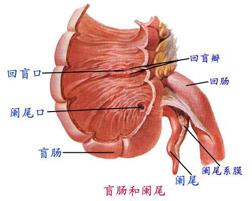 阑尾真的没用吗 阑尾有什么用