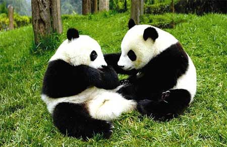 熊猫语言被破解 雄性熊猫求偶时咩咩叫