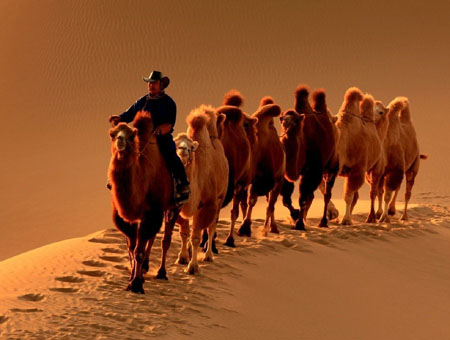 骆驼为什么耐旱 骆驼的耐旱之谜