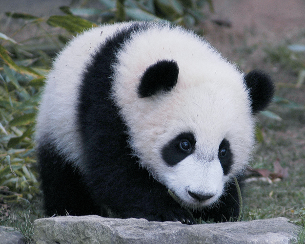 外国租借大熊猫 一件非常不容易的事儿