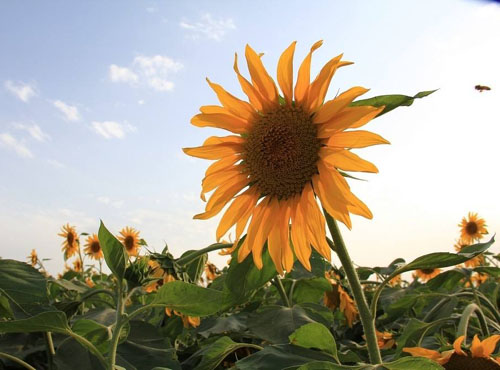 植物幼苗为什么弯向太阳方向