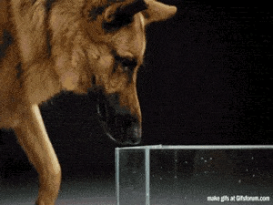 狗是如何喝水的