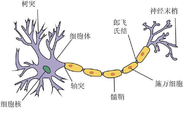 人体细胞都很小吗？细胞最大有一米长！