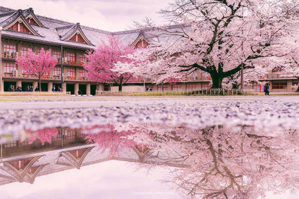 樱花不是日本国花 日本没有国花