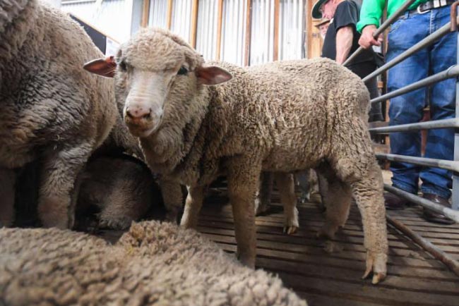 世界上最古老的精液 冷藏50年仍能让羊怀孕