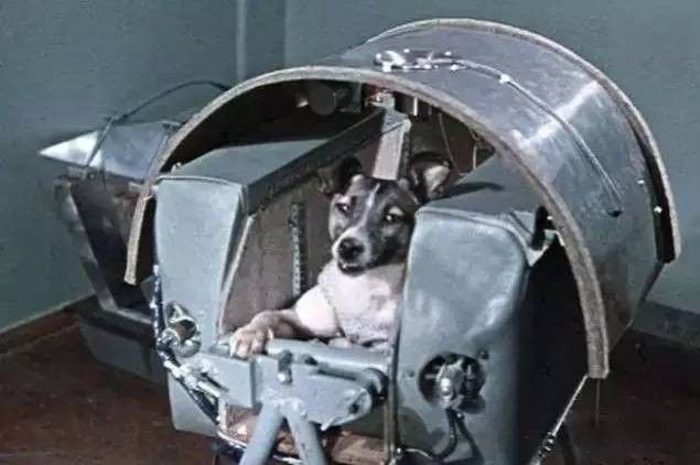 第一只进入太空的狗狗：莱卡